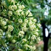 Ngửi nhiều hoa sữa sẽ ảnh hưởng xấu đến sức khỏe