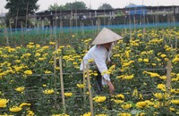 Giá hoa tươi trước Tết chưa bằng 1/3 năm ngoái