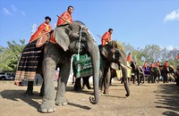 Voi là loài vật được yêu quý như một thành viên trong gia đình và buôn làng nhưng vẫn mang biểu tượng tôn kính, thiêng liêng.