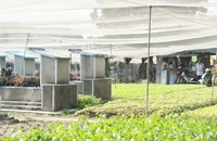 Khu đất nghĩa trang bị xâm phạm khiến thân nhân người đã chết bức xúc