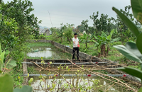Mô hình trang trại đa canh của anh Vũ Ngọc Tú ở thôn Nham Tràng, xã Thanh Tân, huyện Thanh Liêm.