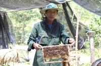 Làm giàu từ nghề nuôi ong lấy mật