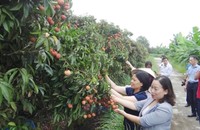Các đại biểu tham dự sự kiện đi chiêm ngưỡng vườn vải thiều ở Thanh Hà.