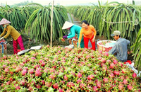 Tiền Giang đẩy mạnh chuỗi liên kết sản xuất – tiêu thụ ngành nông sản