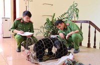 Kịp thời cứu hai cá thể gấu bị buôn bán trái phép