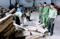 Cán bộ Kiểm lâm Sơn La kiểm tra tang vật. Ảnh minh họa: baotainguyenmoitruong