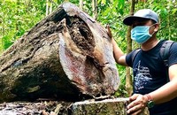 Cây gỗ với đường kính gần 1 mét bị các đối tượng cưa đổ chưa kịp vận chuyển ra khỏi rừng.