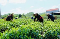 Dự thảo Luật HTX (sửa dổi): Phải là mô hình của người nông dân
