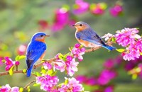 Hình như xuân vội vàng