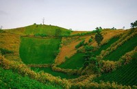Cả biển hoa dã quỳ vàng rực trong lòng núi lửa Chư Đăng Ya.