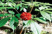 Rất nhiều cây sâm đến mùa thu hoạch hạt giống đã bị chuột tàn phá, ăn những hạt sâm Ngọc Linh bổ quý gây thiệt hại tiền tỉ.