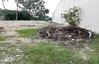 Thực tế cạnh Nam thửa đất 382 của hộ bà Thơ và tường nhà ông Hậu.