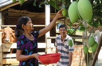 Lao động vừa sức để tự lo cuộc sống về già, vợ chồng ông Thường cảm thấy cuộc sống ý nghĩa hơn khi xin ra khỏi hộ nghèo.