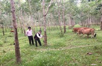 Từ các chương trình tín dụng chính sách xã hội, hàng chục nghìn hộ nghèo, hộ cận nghèo và các đối tượng chính sách trên địa bàn tỉnh Thừa Thiên- Huế đã tiếp cận nguồn vốn để phát triển kinh tế, góp phần cải thiện, nâng cao đời sống.