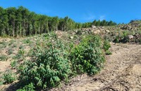 Gần 12ha rừng ở khoảnh 2a bị “xóa sổ” nhằm trồng keo dán.