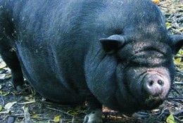 “Ông Hợp” khiến cả giáp mất ăn mất ngủ chăm sóc
