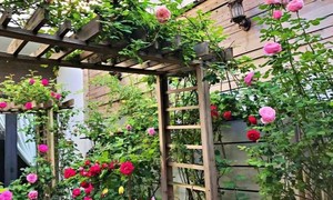 Khu vườn hoa đẹp của anh Đức.