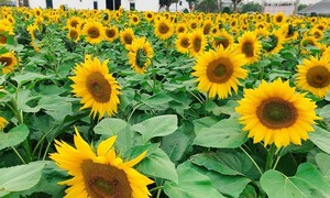Vườn hoa hướng dương ở TP Hải Dương đang thu hút rất nhiều người đến để chiêm ngưỡng, chụp ảnh.