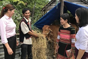 Gia đình ông Đinh Hồng Sâm (ngụ thôn M6, xã Bình Tân, huyện Tây Sơn, Bình Định) vay vốn NHCSXH nuôi bò Lai Sin, trồng điều xen canh với cây ngô, cây khoai môn, đã thoát nghèo.