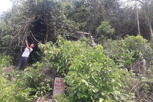 Chất lượng rừng tại một số khu vực BQL Bắc Hải Vân quản lý rất kém.