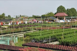 Một góc làng hoa Sa Đéc.