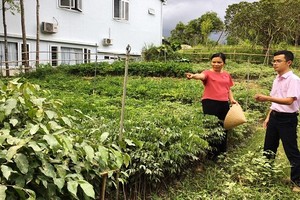 Với số tiền vay 50 triệu đồng, chị Phạm Thị Kim Ánh (tổ 7, phường Thủy Xuân, TP. Huế) đầu tư cải tạo vườn, trồng cây trầm gió và hồ tiêu mang lại nguồn thu nhập ổn định.