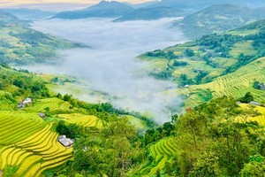 Những thửa ruộng bậc thang lúa dần chín vàng ở Hoàng Su Phì. Ảnh: Mỵ Châu