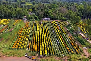 Cồn An Thạnh hứa hẹn vụ hoa Tết bội thu