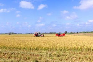 Bạc Liêu tạo điều kiện cho thương lái đến thu mua lúa gạo