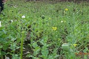 Lực lượng chức năng đã tiến hành lập biên bản phá nhổ và thu giữ toàn bộ số cây thuốc phiện