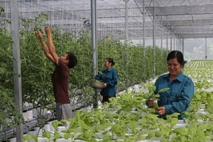 Hà Nội phấn đấu có 150 mô hình HTX nông nghiệp ứng dụng công nghệ cao, chuyển đổi số