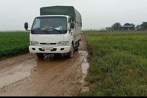 Tuyến đường nội đồng lầy lội khiến việc vận chuyển cà rốt khó khăn