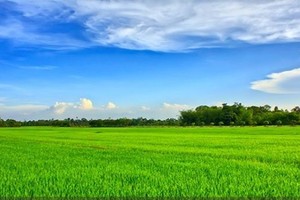 Thương mùa lúa trổ đòng đòng…