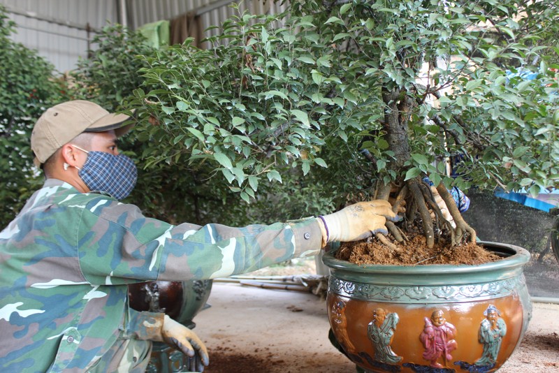 Nông dân thôn An Hòa tất bật chăm sóc cây mai trắng. (Ảnh trong bài: PV)