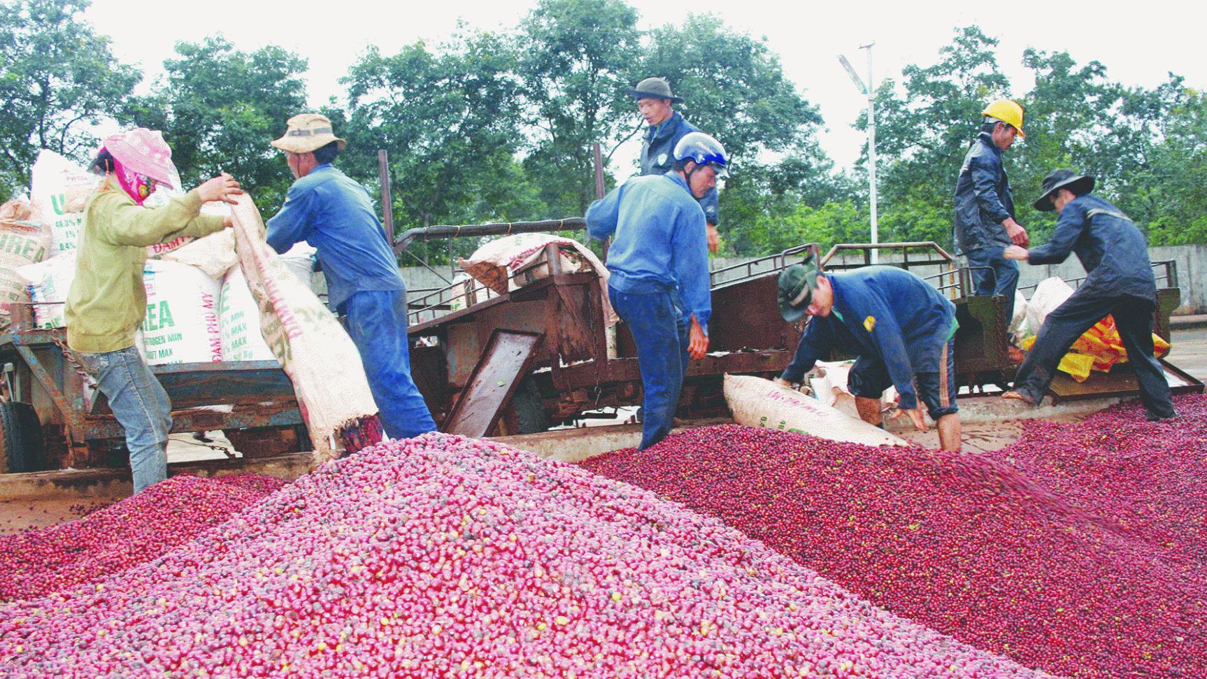  Nông sản xuất khẩu của Việt Nam phần lớn là dạng thô do thiếu công nghệ chế biến sâu.