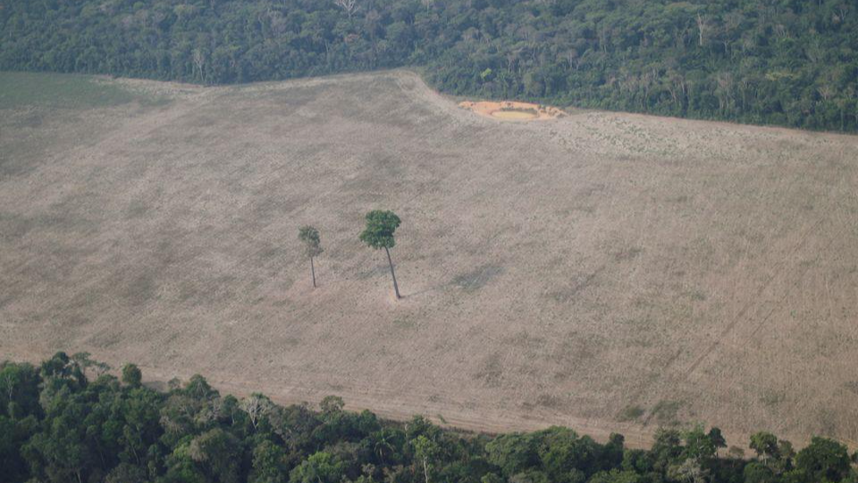 Ảnh chụp từ trên không cho thấy một cái cây ở trung tâm khu rừng bị chặt phá của Amazon gần Porto Velho, Bang Rondonia, Brazil. Ảnh: Reuters (chụp ngày 14/8/2020)
