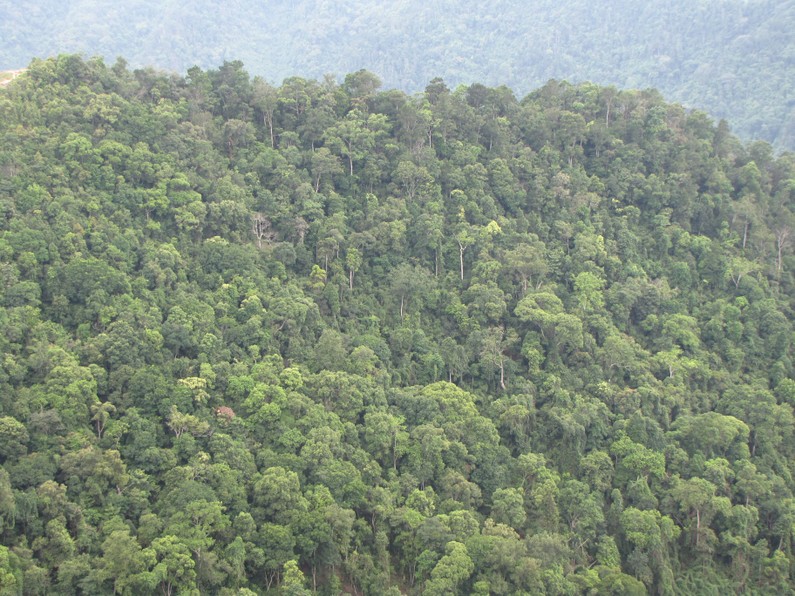 Hòa Bình: Nhiều vi phạm tại các dự án trồng rừng