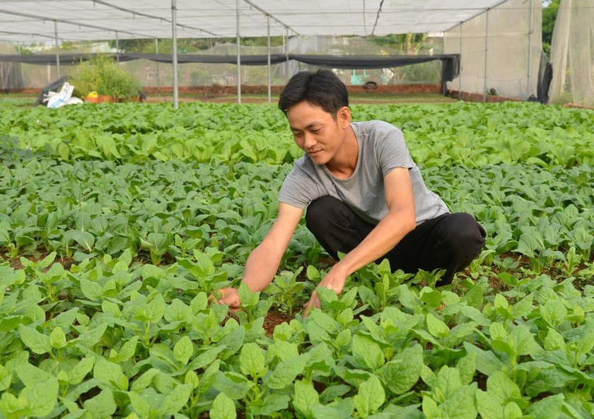 Anh Lê Văn Cường, Giám đốc HTX Nông nghiệp dịch vụ phường Tân Hiệp bên vườn rau của gia đình. 