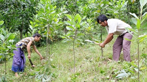 Hiện mức hỗ trợ 1ha trồng rừng của Nhà nước thấp hơn nhiều so với chi phí đầu tư trồng rừng.