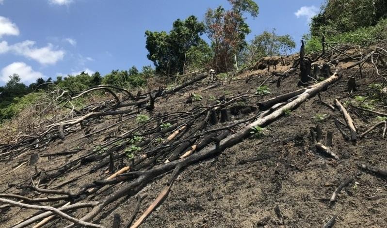 Hiện trường một vụ phá rừng ở xã Tây Thuận. Ảnh minh họa