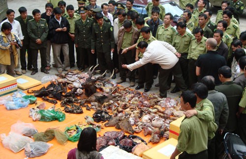 Chính phủ Việt Nam sẽ có động thái mạnh mẽ trong việc ngăn chặn các đường dây săn bắt, vận chuyển và tiêu thụ ĐVHD, đặc biệt là các đường dây xuyên biên giới (ảnh minh họa)