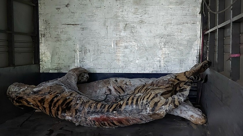 Xác một cá thể hổ được chuyển về Bảo tàng Thiên nhiên Việt Nam (Nguồn ảnh - Bảo tàng Thiên nhiên Việt Nam)