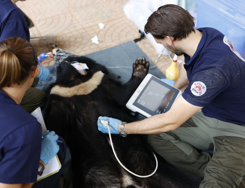 Bác sĩ thú y của FOUR PAWS Việt đánh giá tình trạng sức khỏe của cá thể gấu ngựa. 