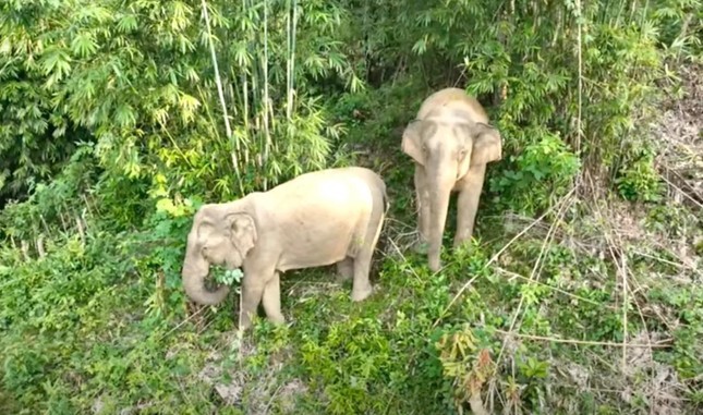 Mẹ con voi xuất hiện gần khu dân cư ở Nghệ An