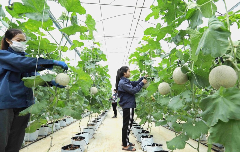 Nông nghiệp xanh, ứng dụng công nghệ cao đang là một xu thế