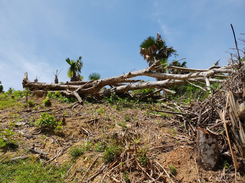 Nghệ An: Nạn phá rừng ở huyện Quỳ Châu đến mức báo động, nhiều cánh rừng tan hoang