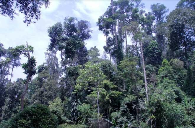Năm 2019 Yên Bái có 133.738,0 ha rừng phòng hộ.