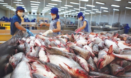 Trung Quốc vượt Mỹ thành thị trường tôm cá lớn nhất của Việt Nam (Ảnh: Internet)