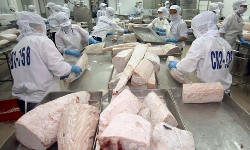 Tính luỹ kế 9 tháng đầu năm, kim ngạch XK cá ngừ sang khối thị trường này đạt hơn 123 triệu USD, tăng 16% so với cùng kỳ. Ảnh: VASEP
