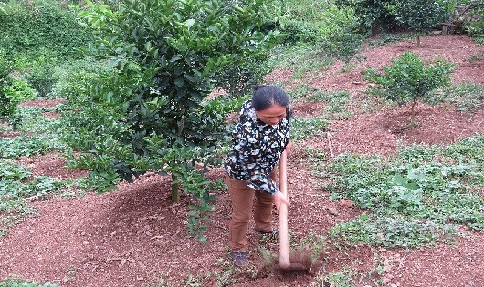 Chị Phạm Thị Hải chăm sóc diện tích cam mới trồng